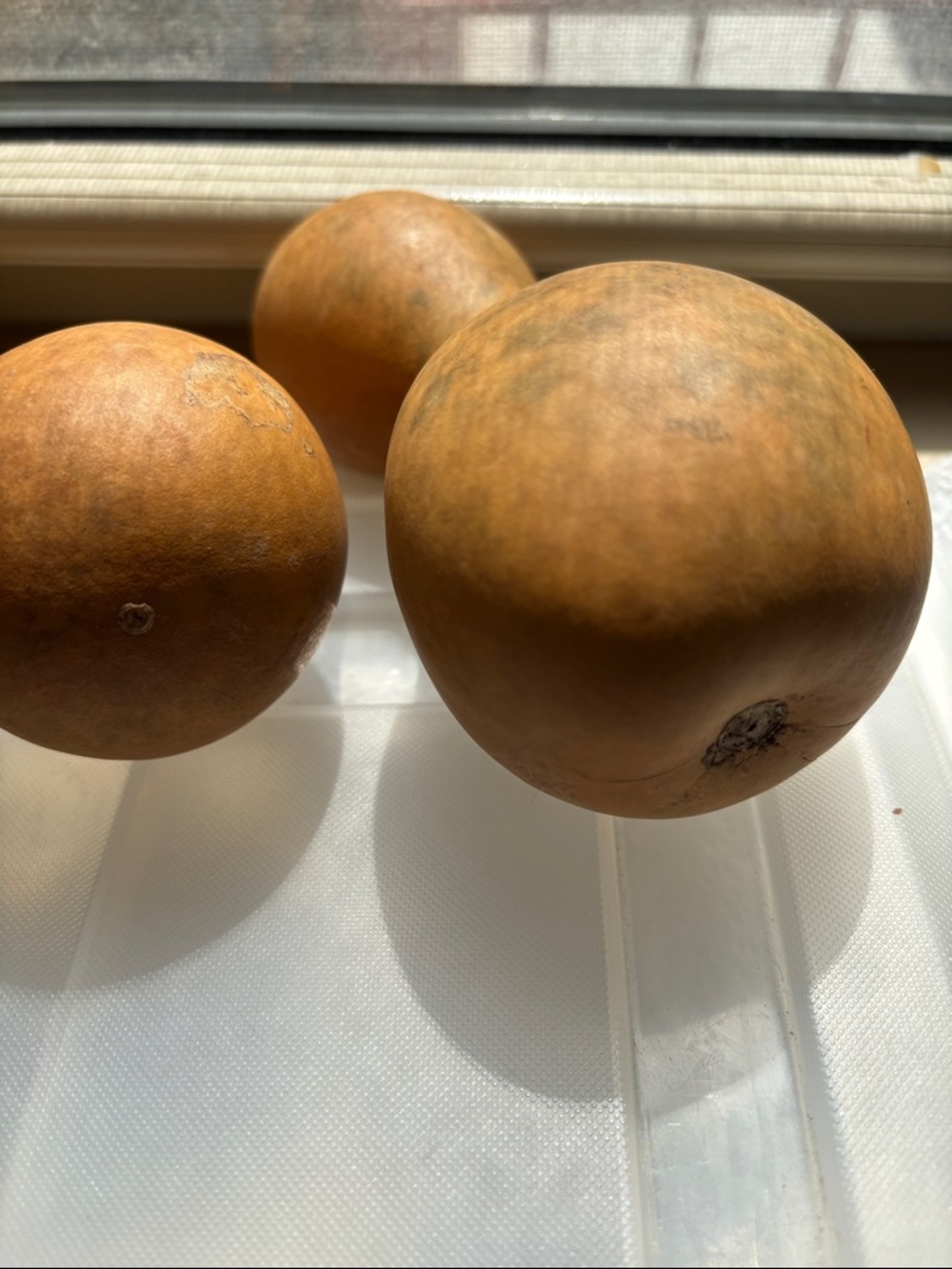 🟡6 Small To Medium Dried Gourds In Natural Brown - Picture 7 of 8